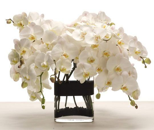 Утро с орхидеями красивые