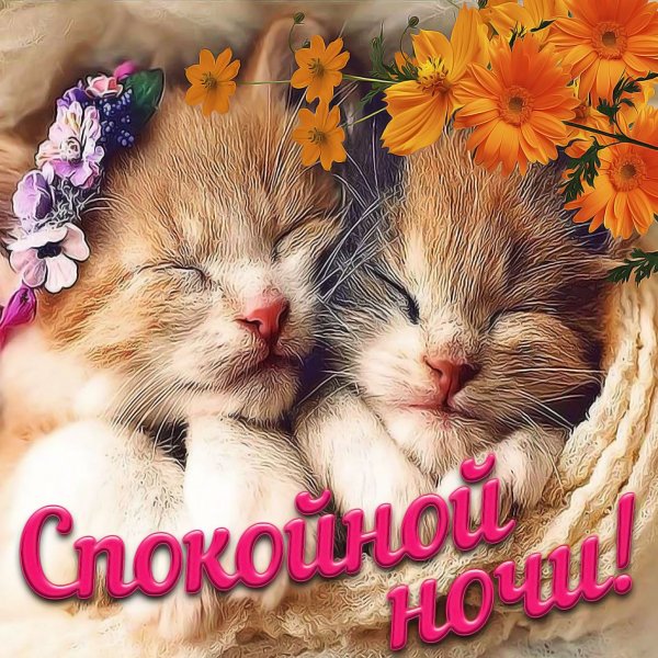 Доброй ночи и сладких снов красивые с котятами