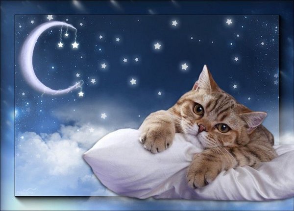 Доброй ночи с котиками красивые необычные с надписями