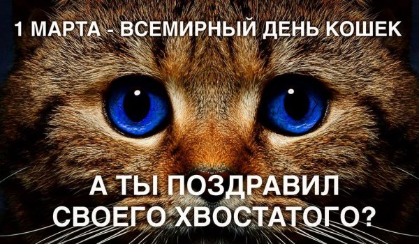 День кошек в россии с надписями