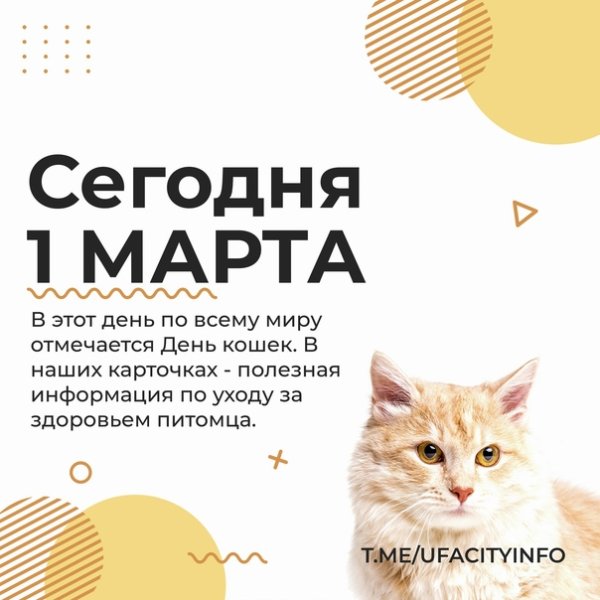 День котиков в россии