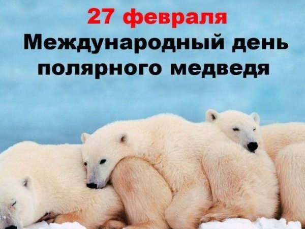 День полярного медведя прикольные