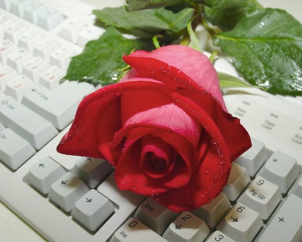 Добрый день с розами