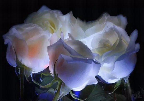 Добрый вечер и ночь с розами