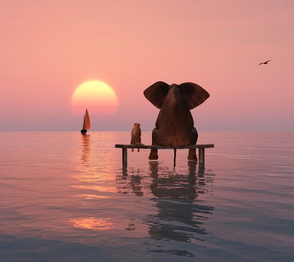 Добрый вечер со слонами