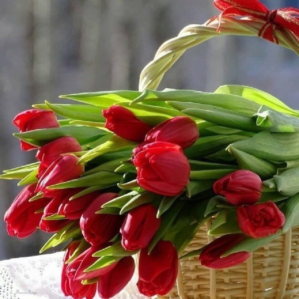 Доброго дня с тюльпанами