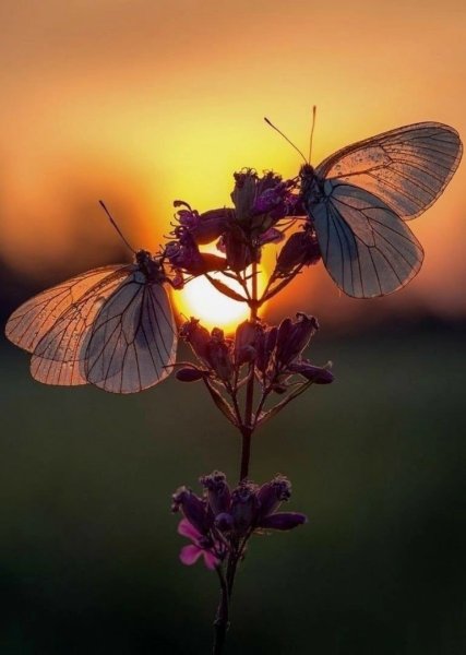 Бабочки ночью красивые