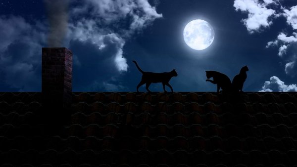 Черная кошка ночью