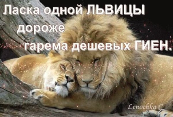 Доброй ночи мой лев