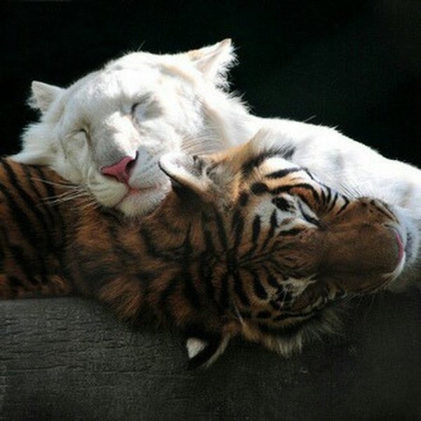Доброй ночи мой тигр