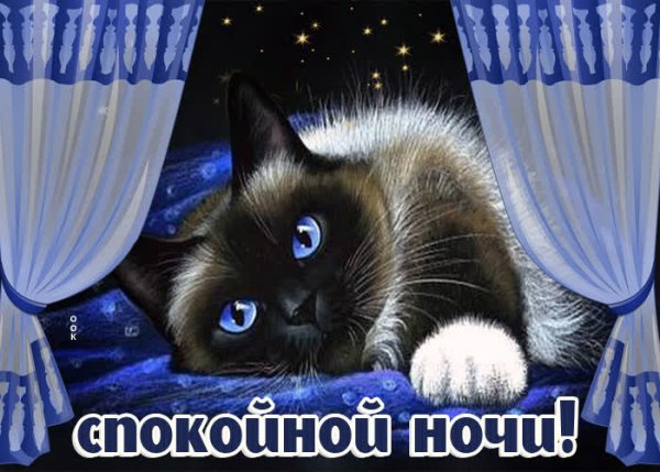 Доброй ночи с котами красивые с надписями