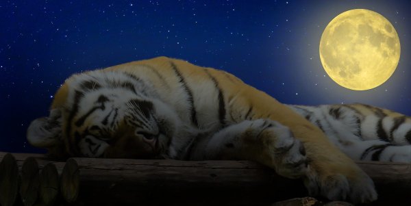 Доброй ночи с тигренком