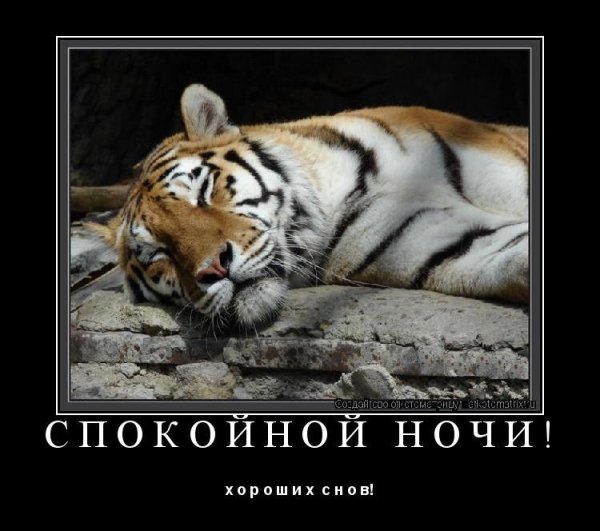 Доброй ночи с тигром