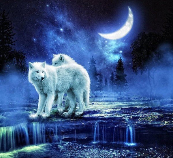 Доброй ночи с волком