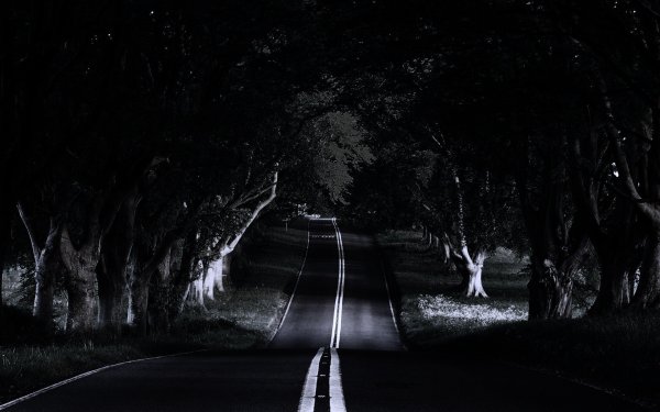 Дороги ночью в лесу