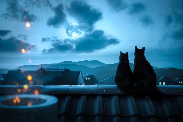 Кот ночью на крыше
