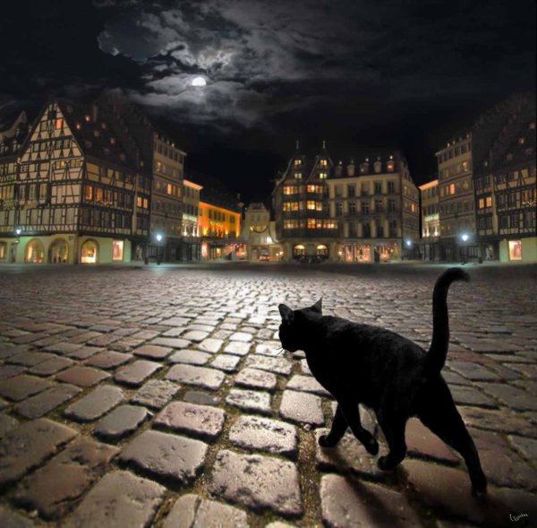 Кот один ночью