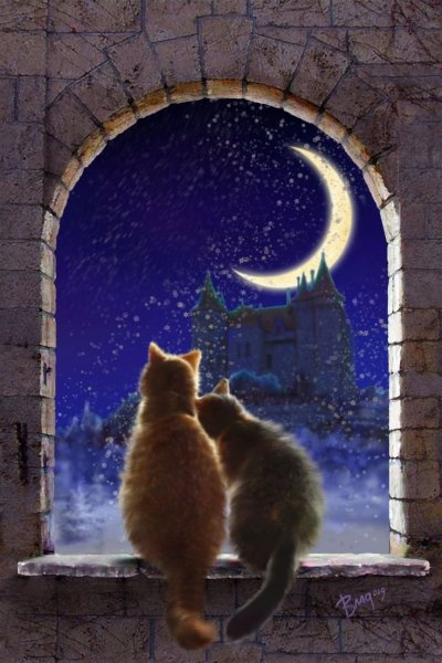 Котики на ночь