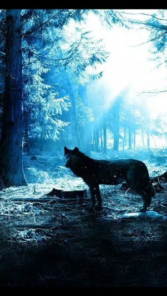Красивые волки ночью