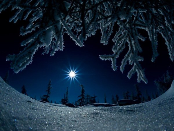 Красивые зима в лесу ночью