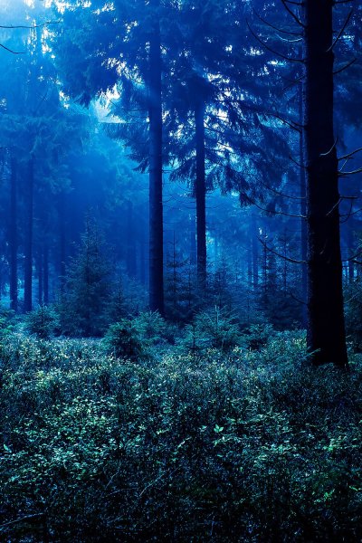 Красивых лесов ночью