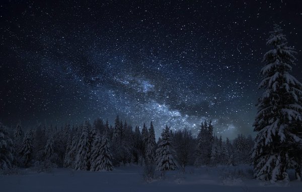 Лес ночью со снегом