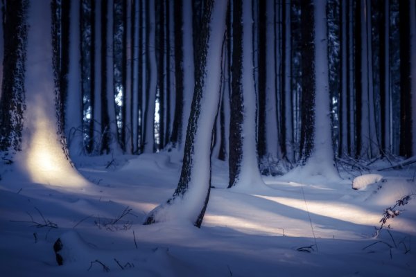 Лес зимой ночью со снегом