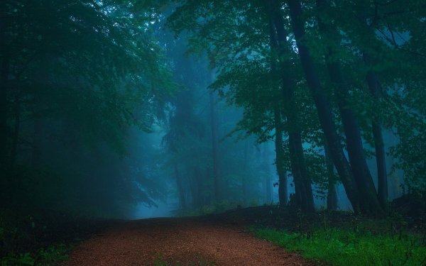 Леса ночью в тумане
