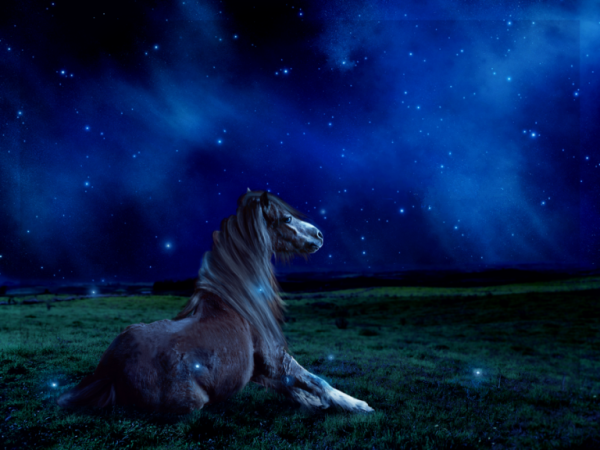 Лошади в ночи