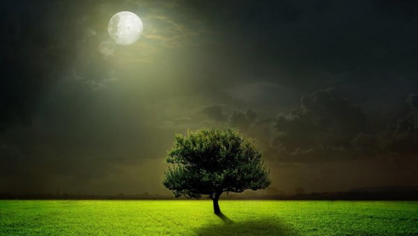 Луна ночью с деревьями