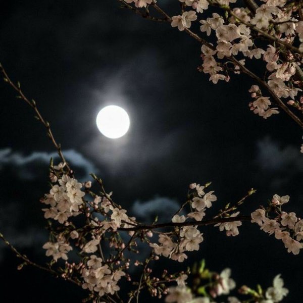 Лунная весенняя ночь