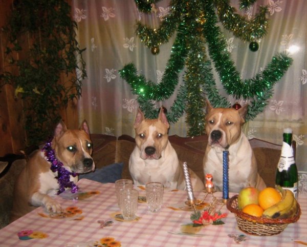 Мечта всех собак в новогоднюю ночь смешные