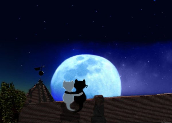 Ночь луна девушка и кошка