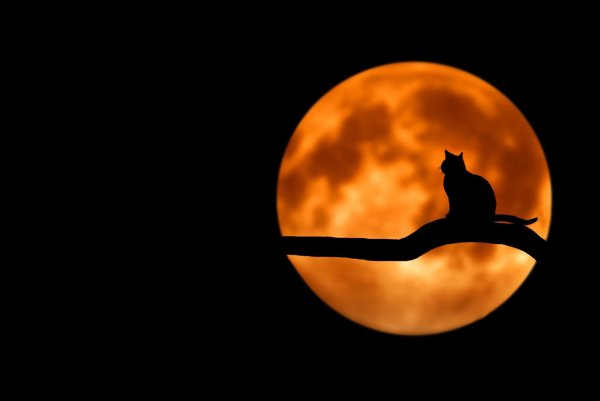 Ночь с кошкой при луне