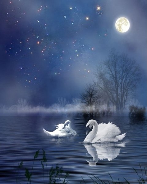 Ночь с лебедями