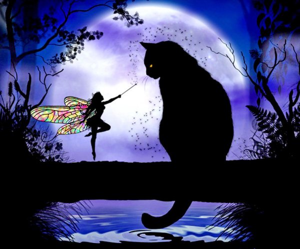 Ночь с луной и котом