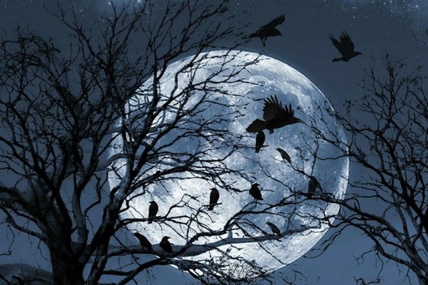 Ночь с луной и птицами