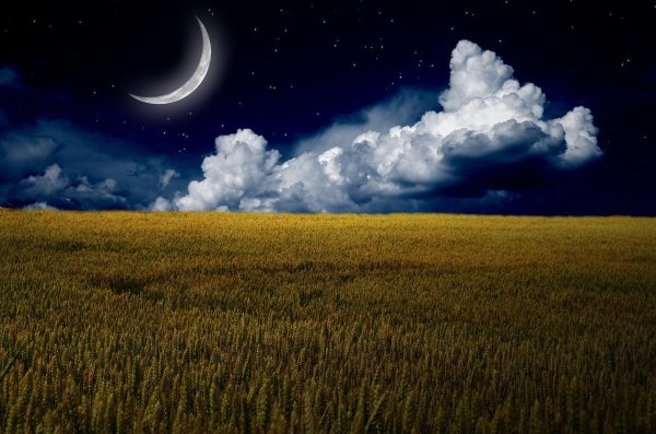 Ночь в поле