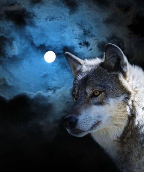 Ночью волк один