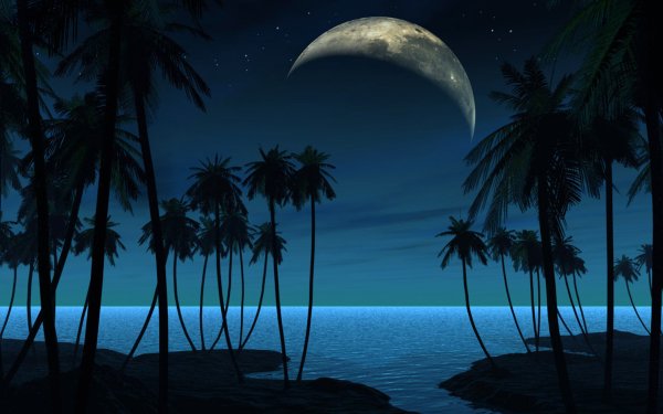 Пальмы в ночи