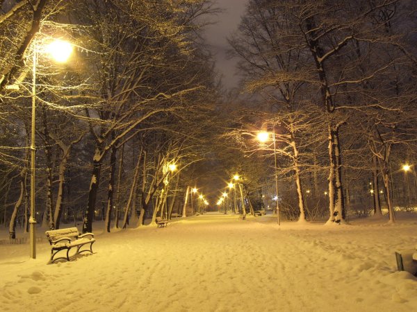 Парк ночью зимой