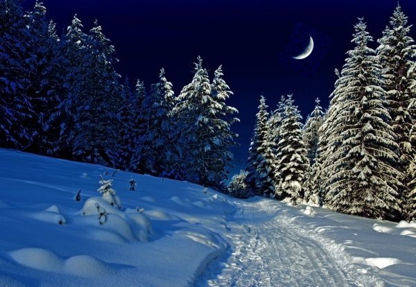 Сказочный зимний лес ночью