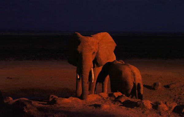 Слон ночью