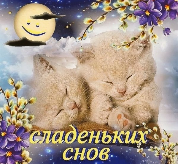 Спокойной ночи котеночек