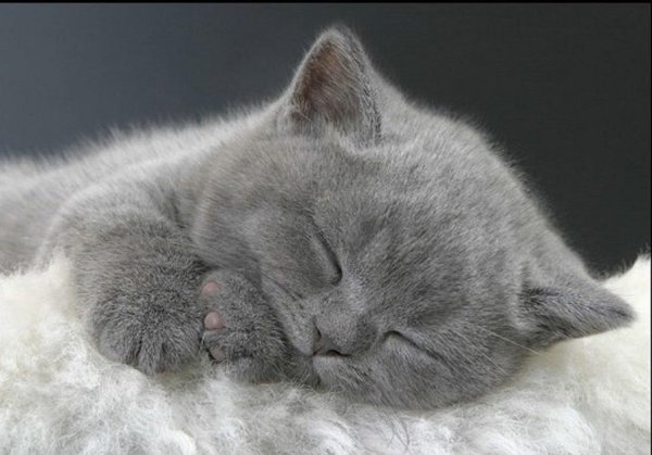 Спокойной ночи котя