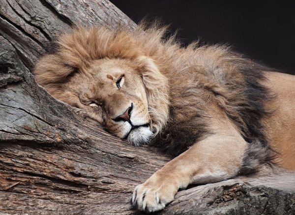 Спокойной ночи лев