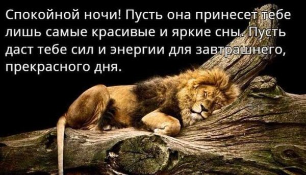 Спокойной ночи лев мужчине