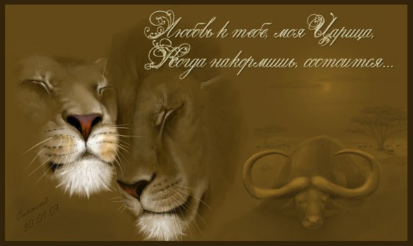 Спокойной ночи мой лев