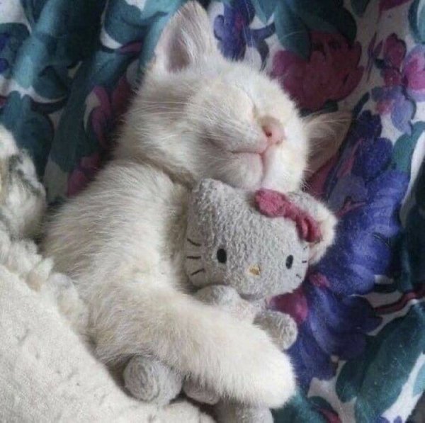 Спокойной ночи с котиками и сердечками