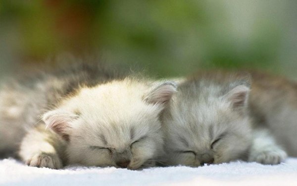 Спокойной ночи с милыми спящими котиками